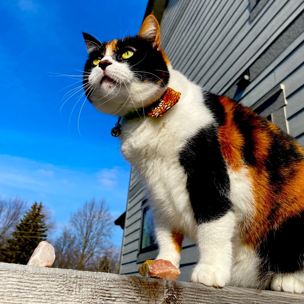 Meet your Posher, Scarlett